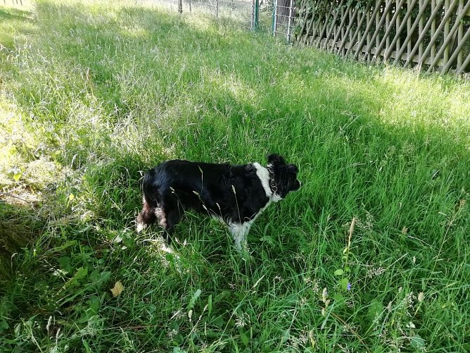 Im Schatten lässt es sich aushalten - auch hoch oben in Sophienhof (Foto: W. Jörgens) Im Schatten lässt es sich aushalten - auch hoch oben in Sophienhof (Foto: W. Jörgens)