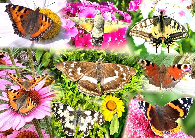 Schnappschüsse zur Schönheit der Natur (Foto: Joachim Retzek) Schnappschüsse zur Schönheit der Natur (Foto: Joachim Retzek)