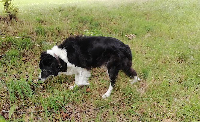 Die Suche unseres Wetterhundes nach dem Sommer war bisher erfolglos (Foto: W.Jörgens) Die Suche unseres Wetterhundes nach dem Sommer war bisher erfolglos (Foto: W.Jörgens)