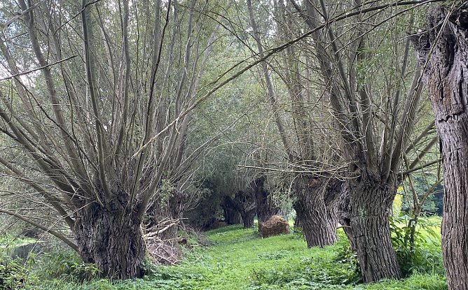 An der Unstrut bei Gro&szlig;vargula (Foto: oas)