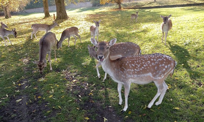 Das Damwild wartet schon auf die Kastanien (Foto: EK)