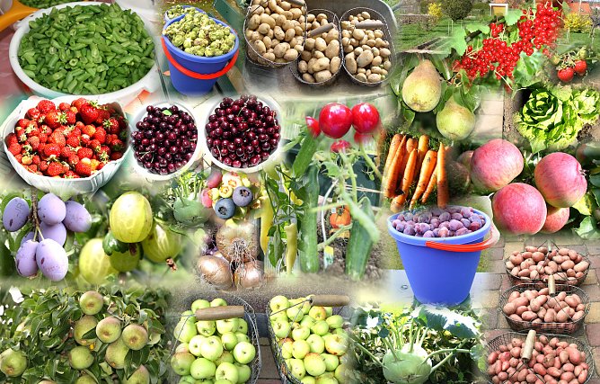Collage: Obst und Gem&uuml;seanbau aus dem heimischen Garten (Foto: Joachim Retzek)