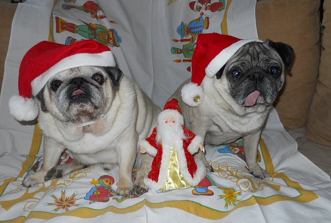 Ein cooles Team: Gismo und Stitch  (Foto: Jens Polte aus Nordhausen)