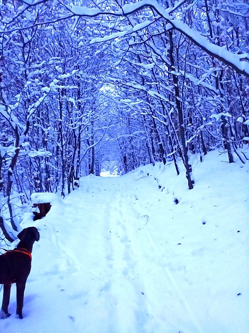 Dogge Barney ist von dem vielen Schnee verzaubert (Foto: Sophie Schr&ouml;der)