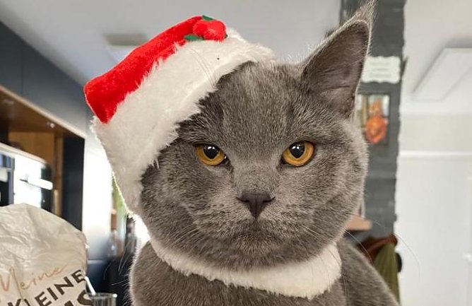 Selbstbewusster K&uuml;chenchef (Foto: Ilona D. )