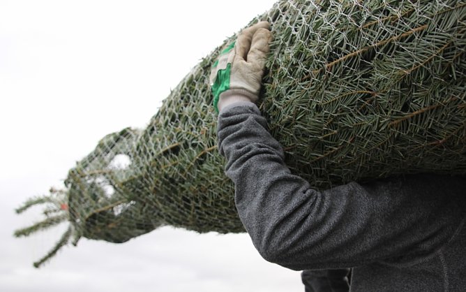 Vermehrte Diebst&auml;hle von Weinhachtsb&auml;umen registriert (Foto:  Verband nat&uuml;rlicher Weihnachtsbaum/Kollaxo)