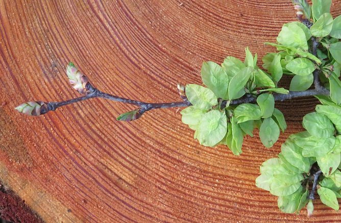 Aufbrechende Knospen der in Th&uuml;ringen seltenen Bergulme. Rechts Bl&uuml;tenbl&auml;tter, die sich zeigen, bevor die Bl&auml;tter am Baum gebildet werden (Foto: Georg-Ernst Weber)