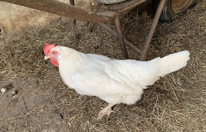 Henne Hermine auf einem artgerechten Hof in Franken (Foto: Eva Maria Wiegand)