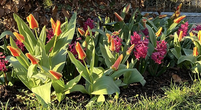 Tulpen im Kurpark Bad Langensalza (Foto: oas) Tulpen im Kurpark Bad Langensalza (Foto: oas)