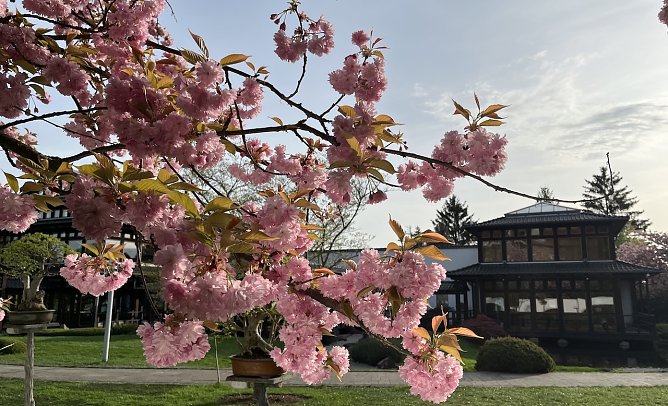 Der Frühling legt eine Pause ein (Foto: oas) Der Frühling legt eine Pause ein (Foto: oas)