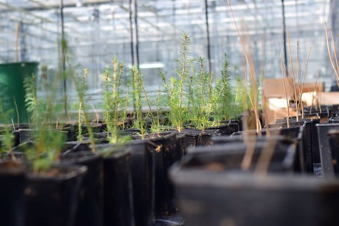 Die forstliche Forschung (Beispielbild) sucht nach Antworten auf die Herausforderung Klimawandel und seine Folgen f&uuml;r den Wald (Foto: Jan B&ouml;hm)