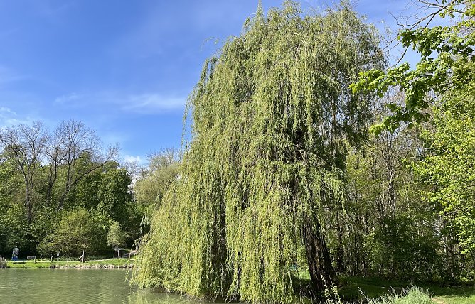 Der Frühling ist wieder da. Hier am Böhmenteich in Bad Langensalza (Foto: oas) Der Frühling ist wieder da. Hier am Böhmenteich in Bad Langensalza (Foto: oas)