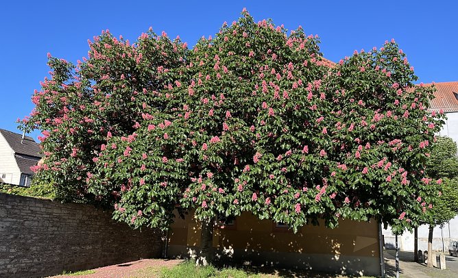 F&uuml;r Pfingsten ist nur m&auml;&szlig;iges Wetter in Aussucht (Foto: oas)