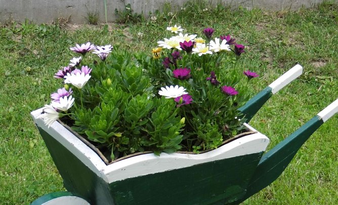 Gartenpracht (Foto: W. Schumann)