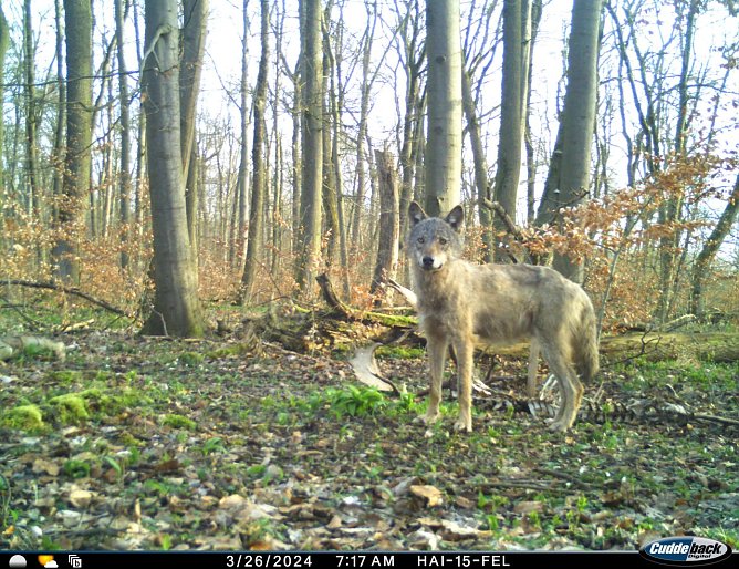 Ein Jungwolf auf der Durchreise wurde im Nationalpark Hainich gesichtet (Foto: Nationalpark-Verwaltung Hainich)