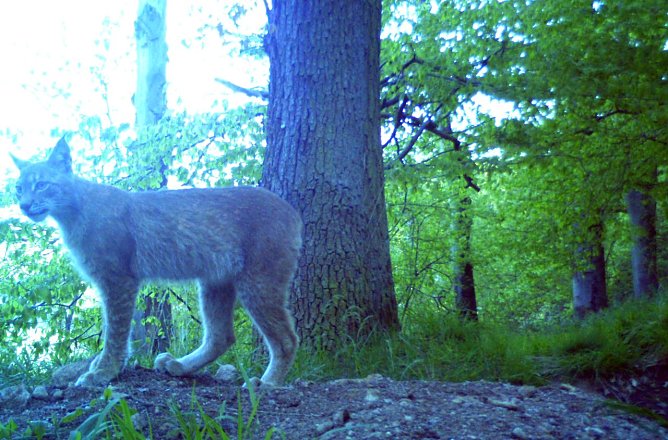 Dieser junge Luchs steht in der N&auml;he von Nordhausen wom&ouml;glich nicht zum ersten Mal vor der Kamera (Foto: Maik Engelhardt)
