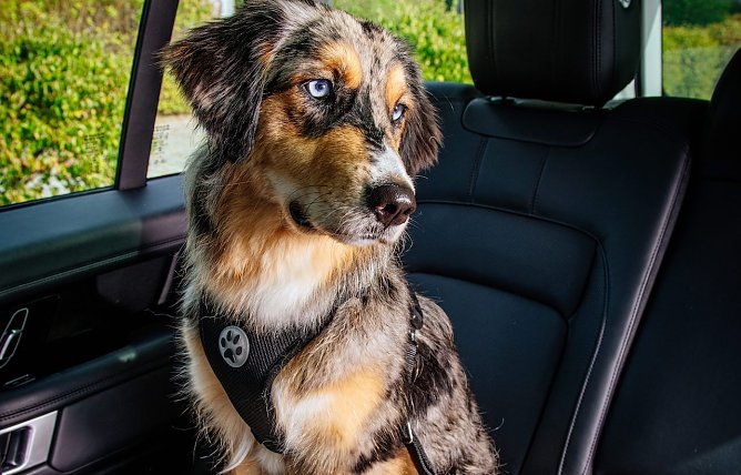 Autoreusen mit Hund werden immer beliebter (Foto: ADAC) Autoreusen mit Hund werden immer beliebter (Foto: ADAC)