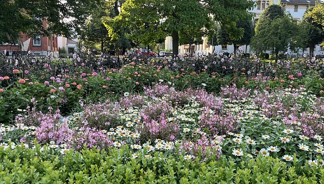 Ein Blumenmeer im Kurpark bad Langensalza  (Foto: oas)