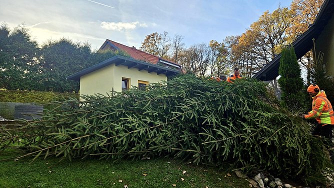 Der Hundeshagener Weihnachtsbaum wird versandfertig gemacht (Foto: René Weißbach) Der Hundeshagener Weihnachtsbaum wird versandfertig gemacht (Foto: René Weißbach)