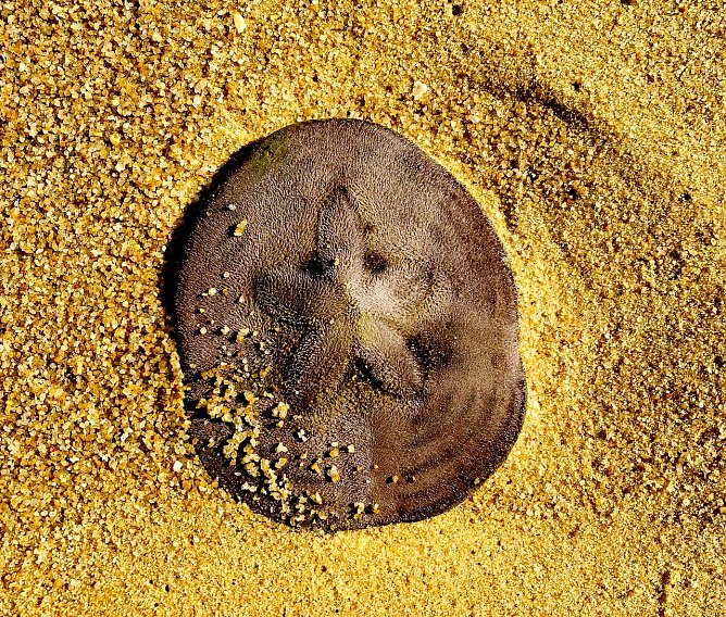 "Weihnachtsstern" in den Tropen (Ubatuba Brasilien) (Foto: M. B. Wiegand)