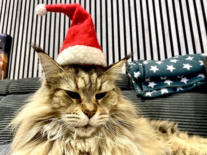 Weihnachtskatze Hummel (Foto: Peggy Neppe) Weihnachtskatze Hummel (Foto: Peggy Neppe)