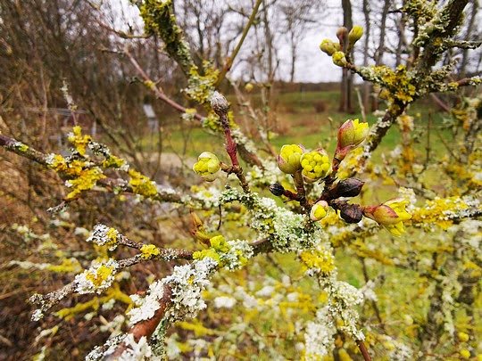 n einem Naturgarten bieten heimische Geh&ouml;lze wie die Kornelkirsche ganz fr&uuml;h im Jahr Bl&uuml;tennahrung f&uuml;r Insekten (Foto: BLGL)