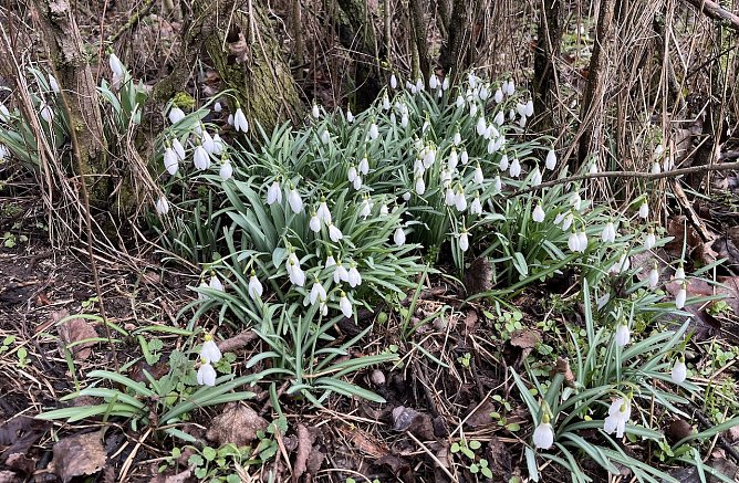 Frühlingsboten (Foto: oas) Frühlingsboten (Foto: oas)