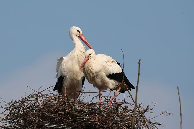 Die Wei&szlig;st&ouml;rche kehren nach Th&uuml;ringen zur&uuml;ck (Foto: Dorothea Bellmer)