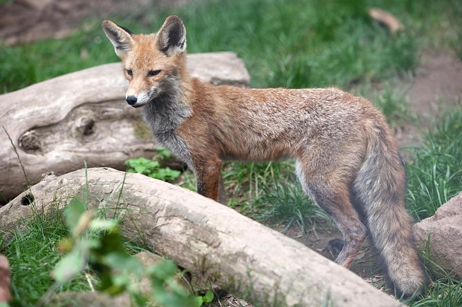 F&uuml;chse haben sich an das Leben in der Stadt angepasst und spielen eine wichtige Rolle im &Ouml;kosystem. (Foto: &copy; VIER PFOTEN | Christopher Koch)