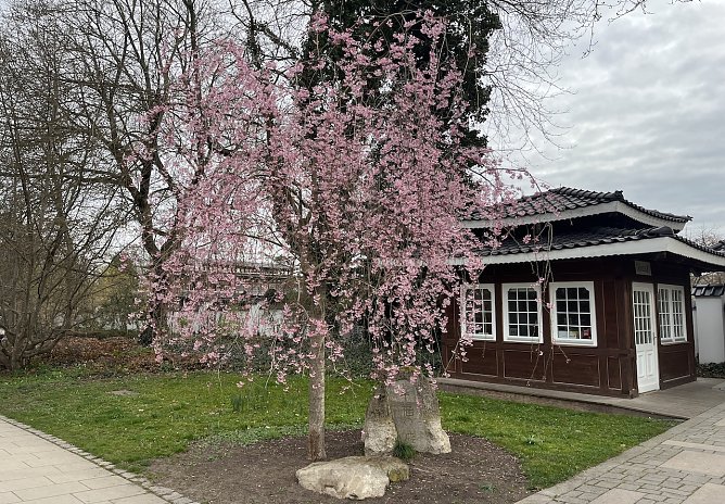 Freundliches Frühlingswetter bestimmt das Wochenende (Foto: oas) Freundliches Frühlingswetter bestimmt das Wochenende (Foto: oas)