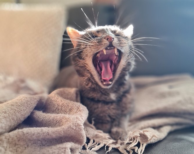 M&uuml;de Katze im Fr&uuml;hling (Foto: Beate Schmidt)