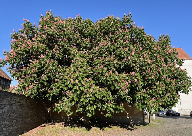 Kastanie in voller Bl&uuml;te (Foto: oas)