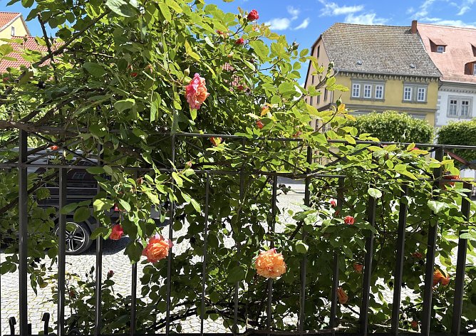 Die Rosenblüte ist in vollem Gange (Foto: oas) Die Rosenblüte ist in vollem Gange (Foto: oas)