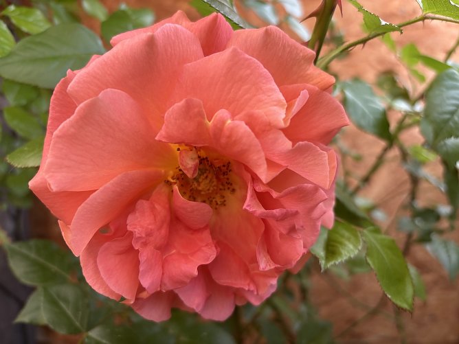 Rosenblüte in vollem Gange (Foto: oas) Rosenblüte in vollem Gange (Foto: oas)