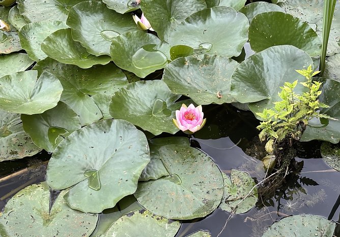 Heute &ouml;rtlich Gewitter m&ouml;glich (Foto: oas)