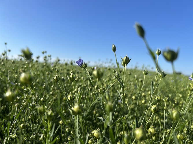 Flachsbl&uuml;te bei Leimbach (Foto: Susanne Th&uuml;mel)