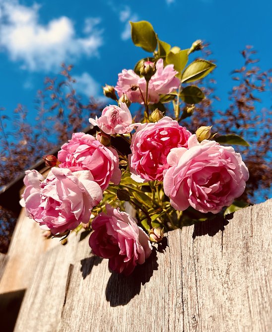 Rosen &uuml;ber dem Gartenzaun  (Foto: Yvonne Werner)