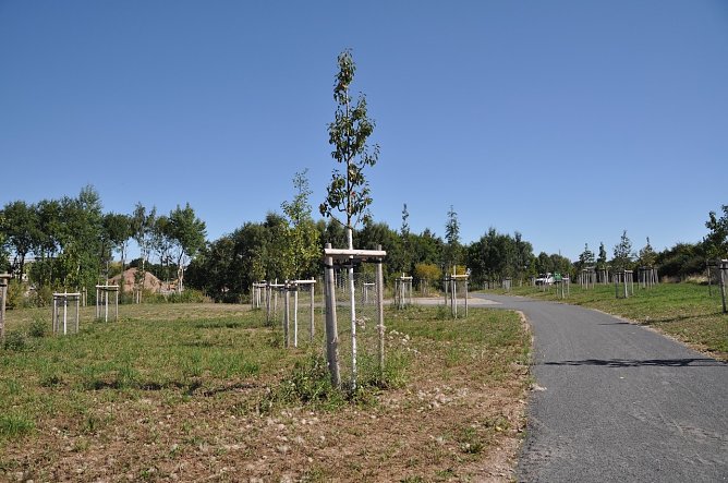 Ereignisb&auml;ume zur Landesgartenschau (Foto: Ilka K&uuml;hn)