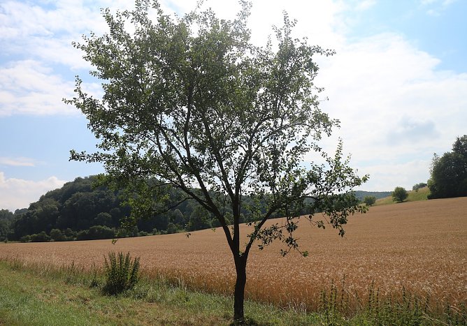Wetterbild (Foto: nnz) Wetterbild (Foto: nnz)