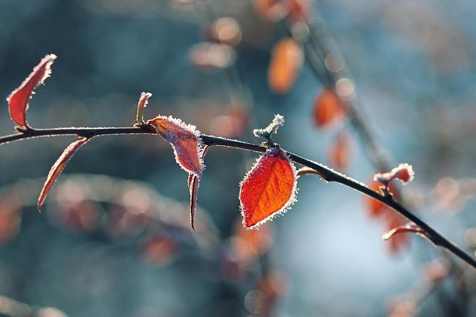 Frost (Symbolbild) (Foto: Manfred Richter auf Pixabay)