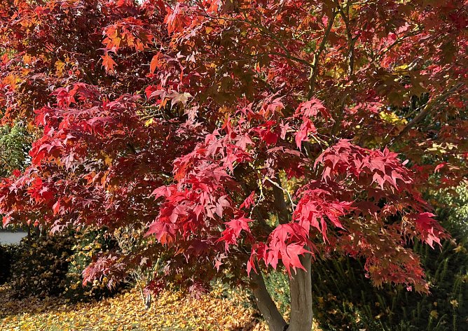 Es wird wieder milder (Foto: oas)