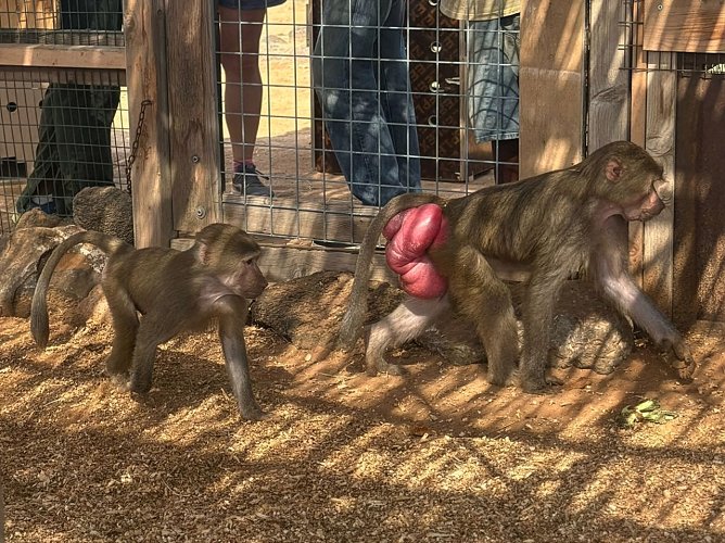 Sadoon (links) in seiner neue Heimat mit einem Pavianweibchen (Foto: DHL)