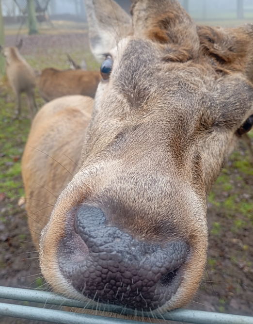 Kein Elch, aber ein sch&ouml;ner Hirsch (Foto: Frank Hilpert)