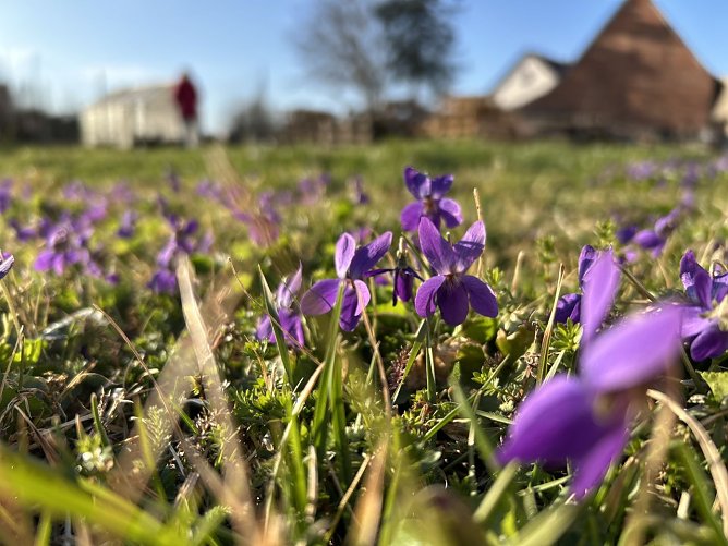Symbolbild Fr&uuml;hling (Foto: agl)