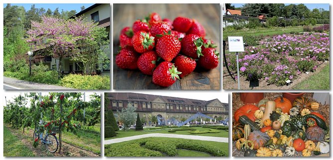 Bunt wird das Angebot zur Landesgartenschau in Leinefelde.  (Foto: Ren&eacute; Wei&szlig;bach)