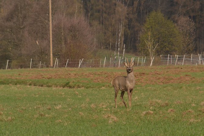 Rehbock in Ellrich (Foto: Nancy Lüdecke) Rehbock in Ellrich (Foto: Nancy Lüdecke)