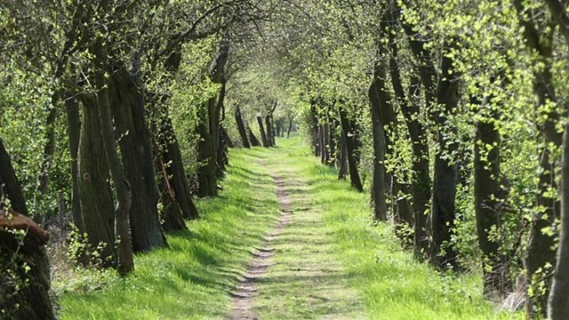 Erstes zartes Gr&uuml;n.  (Foto: Volker Weickert)