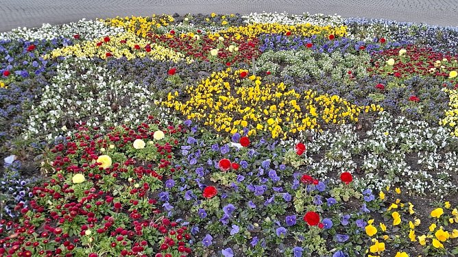 Buntes Blumenbeet-Momentaufnahme - Foto 1 (Foto: Claudia Fabriz) Buntes Blumenbeet-Momentaufnahme - Foto 1 (Foto: Claudia Fabriz)