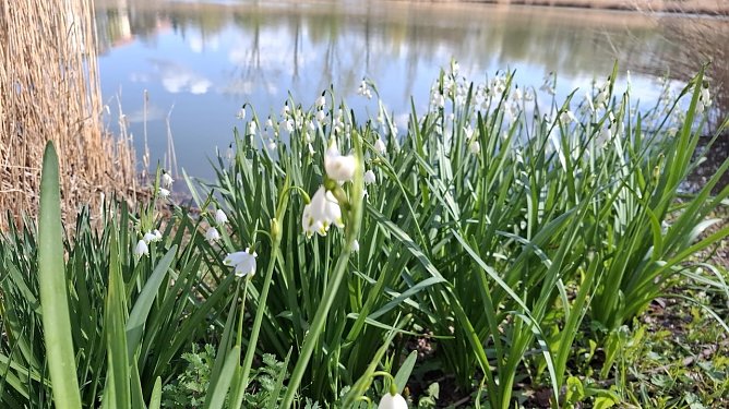 Sommer Knotenblume am Teich - Momentaufnahme - Foto 2 (Foto: Claudia Fabriz) Sommer Knotenblume am Teich - Momentaufnahme - Foto 2 (Foto: Claudia Fabriz)