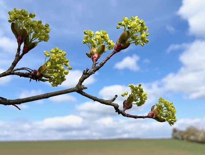 Blühender Ahorn (Foto: Diana Kupfer) Blühender Ahorn (Foto: Diana Kupfer)